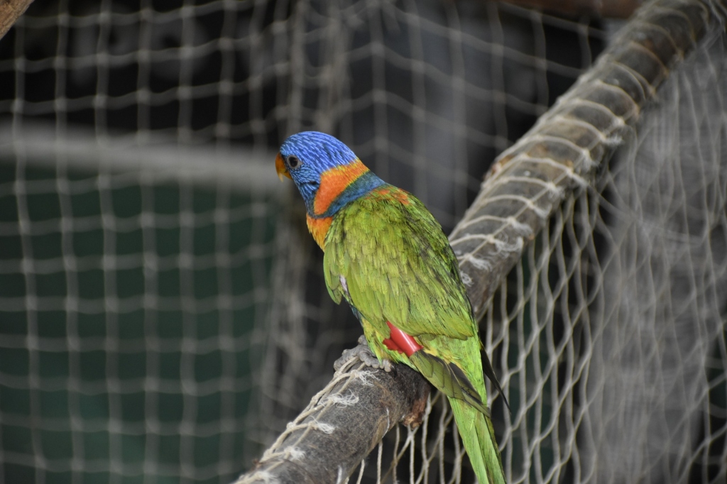 Exotic World (Birds Show)