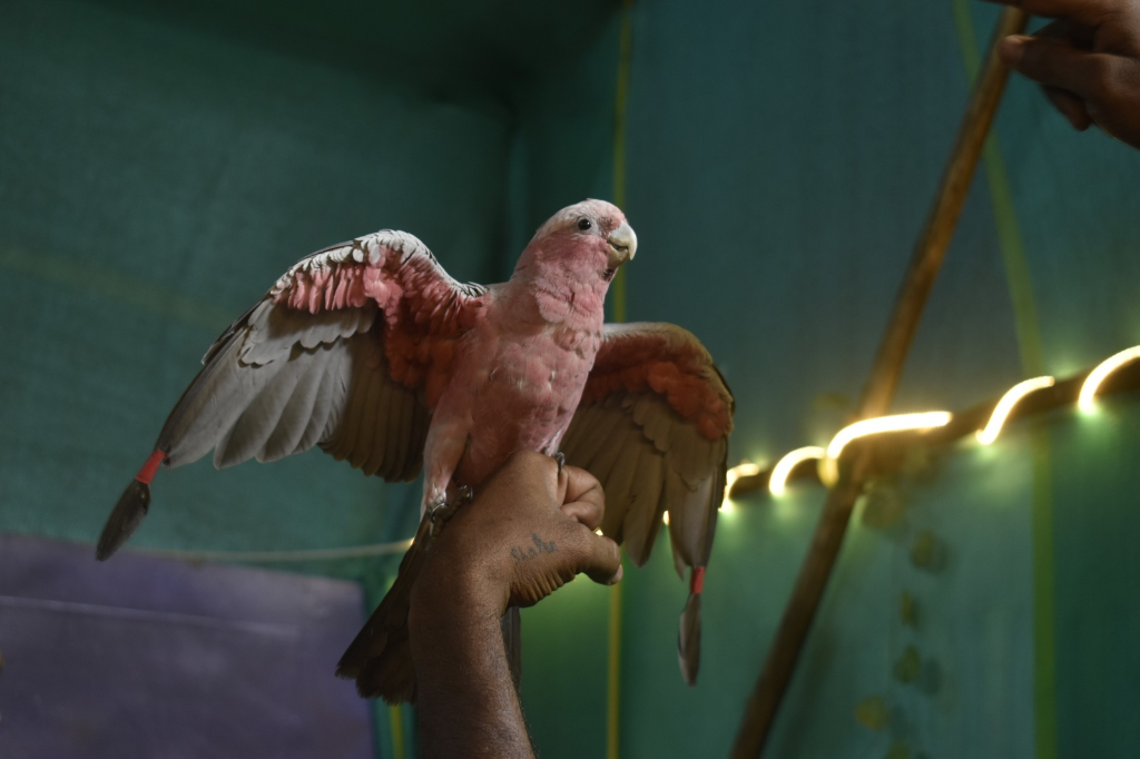Birds Show